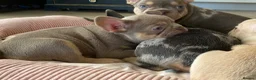 French Bulldog dogs for sale: TOP QUALITY FRENCH BULLDOG PUPPIES - Advert 30