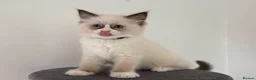 Ragdoll cats for sale: 100% original ragdoll no outcross. - Advert 3