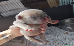 French Bulldog dogs for sale: beautiful chunky French bulldog puppies  - Image 4
