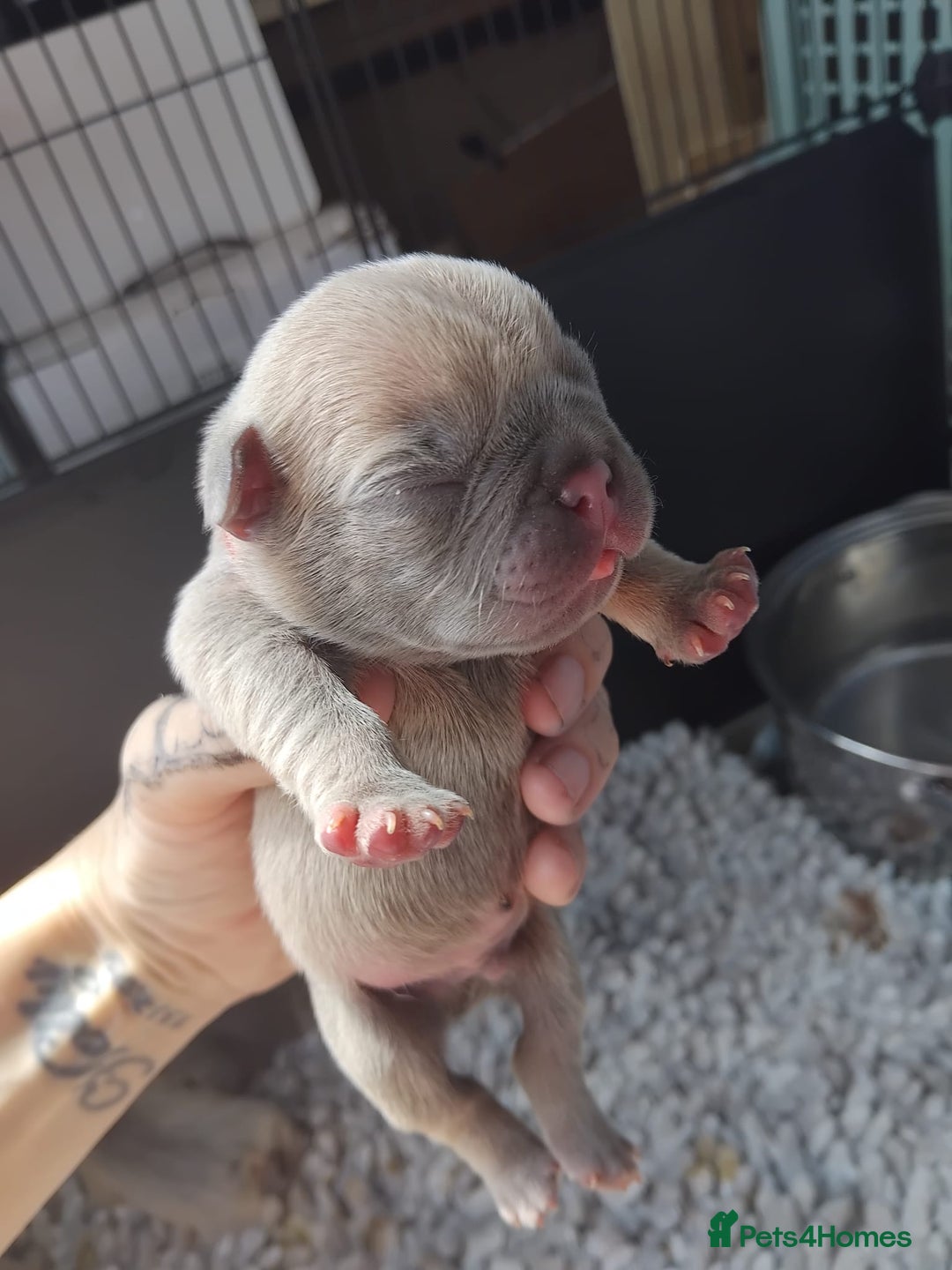 French Bulldog dogs for sale: beautiful chunky French bulldog puppies  - Image 4