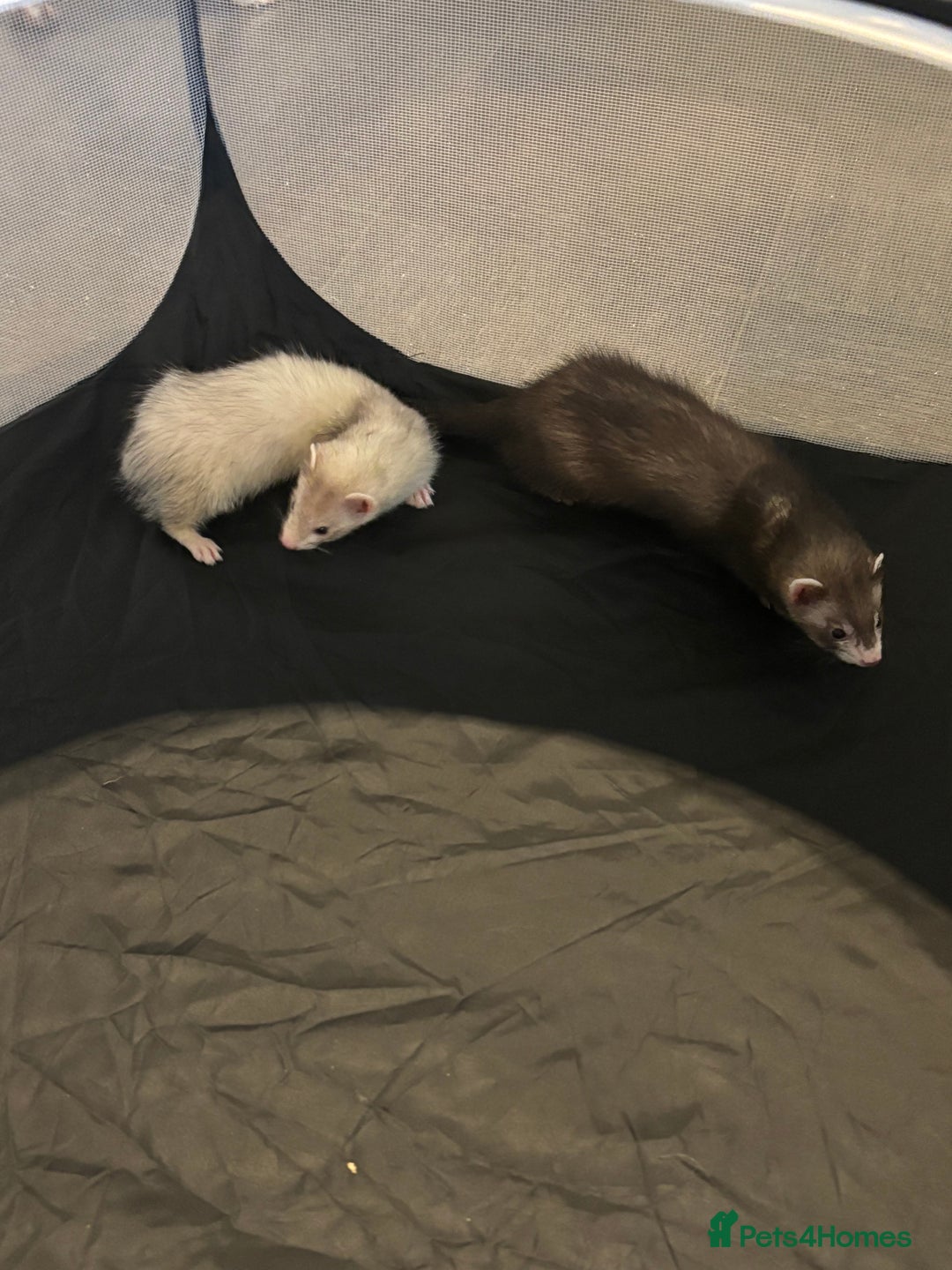 Ferret rodents for sale: 2 micro ferret kits - 5 months old - Image 2