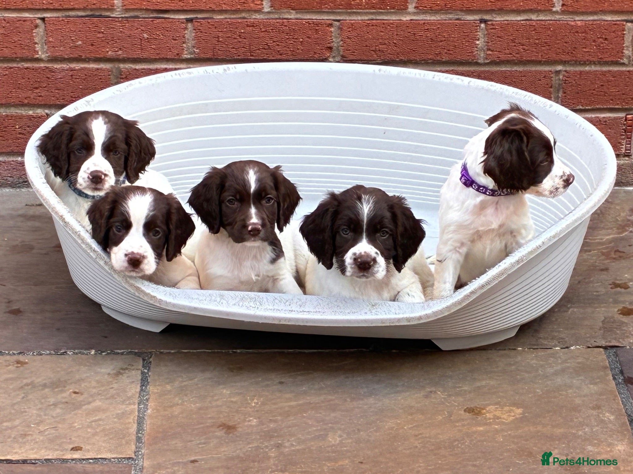 English Springer Spaniel dogs 3 DOGS 1 BITCH FTCH SIRED PUPS - Advert 2