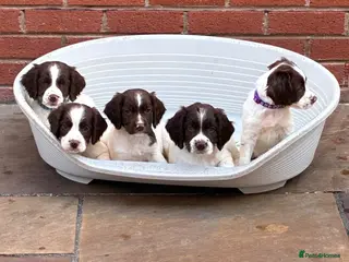 English Springer Spaniel dogs 3 DOGS 1 BITCH FTCH SIRED PUPS - Advert 2