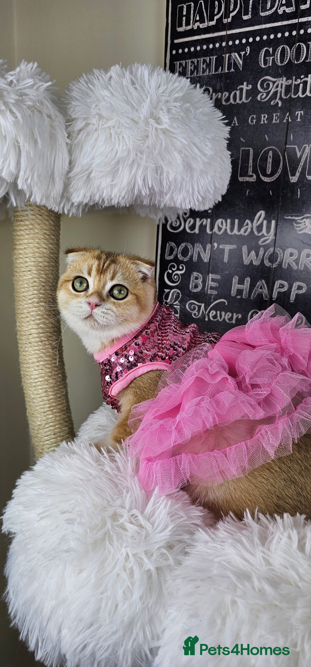 British Shorthair cats for sale: TICA REGISTERED Golden Chinchilla Girl - Image 17