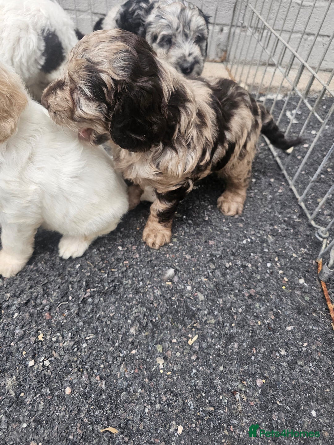 Cockapoo dogs for sale: Cockapoo puppies 🐶  - Image 19