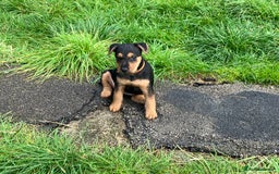 Lakeland Terrier dogs for sale: Lakeland Terrier pups for sale - Image 2