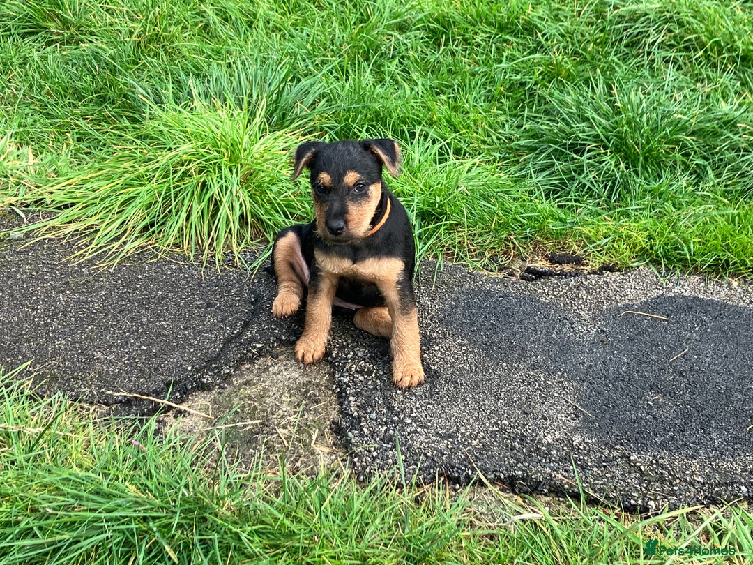 Lakeland Terrier dogs for sale: Lakeland Terrier pups for sale - Image 2