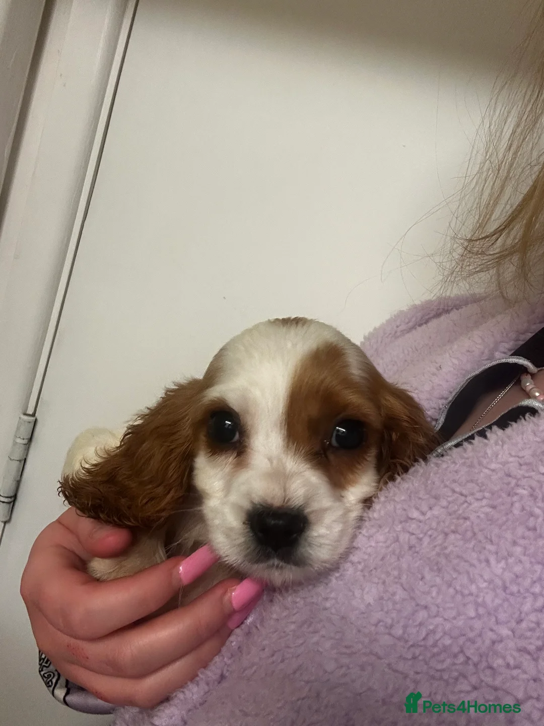 Cockalier dogs for sale: cockalier puppy’s  - Advert 5