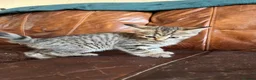 Domestic Shorthair cats for sale: Tabby kittens - Advert 3