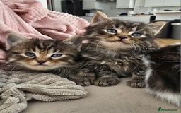 Mixed Breed cats for sale: Fluffy Kittens - Image 1