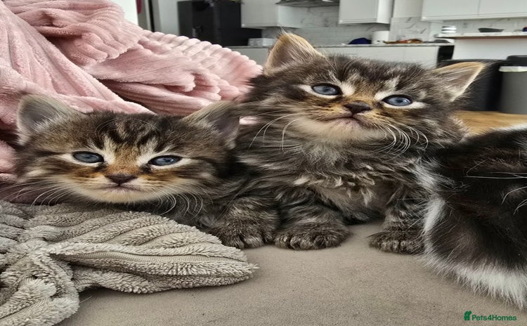 Mixed Breed cats - Advert 6