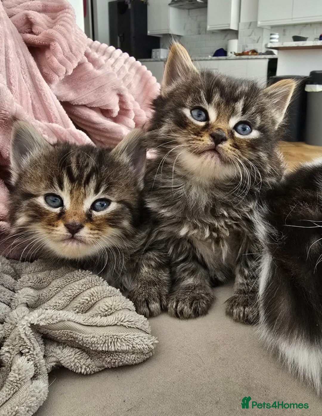 Mixed Breed cats for sale: Fluffy Kittens - Image 1