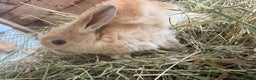 Mixed Breed rabbits for sale: Mixed breed rabbits ready now - Advert 5