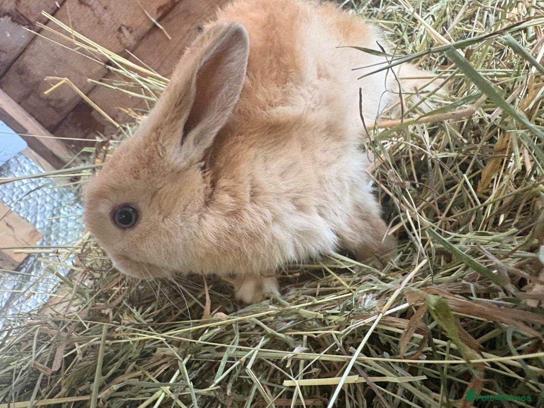 Mixed Breed rabbits for sale: Mixed breed rabbits ready now - Advert 5