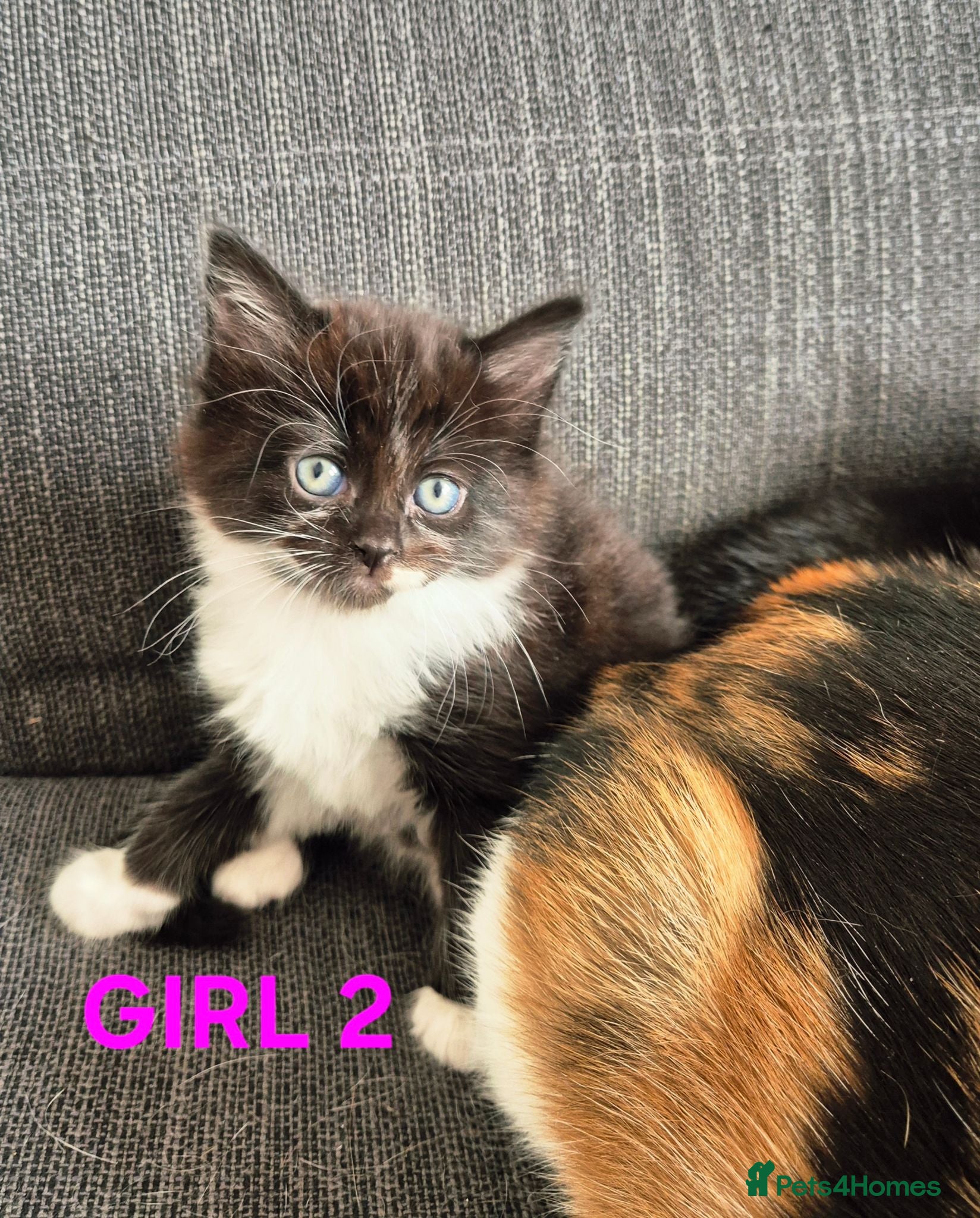 European cats 🐾AdorableKitten's BoysGirls LookingforLovingHomes - Advert 2