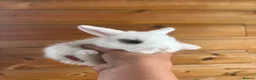 Mini Lop rabbits for sale:  Beautiful Mini Lop Babies — Ready to Reserve!  - Advert 1