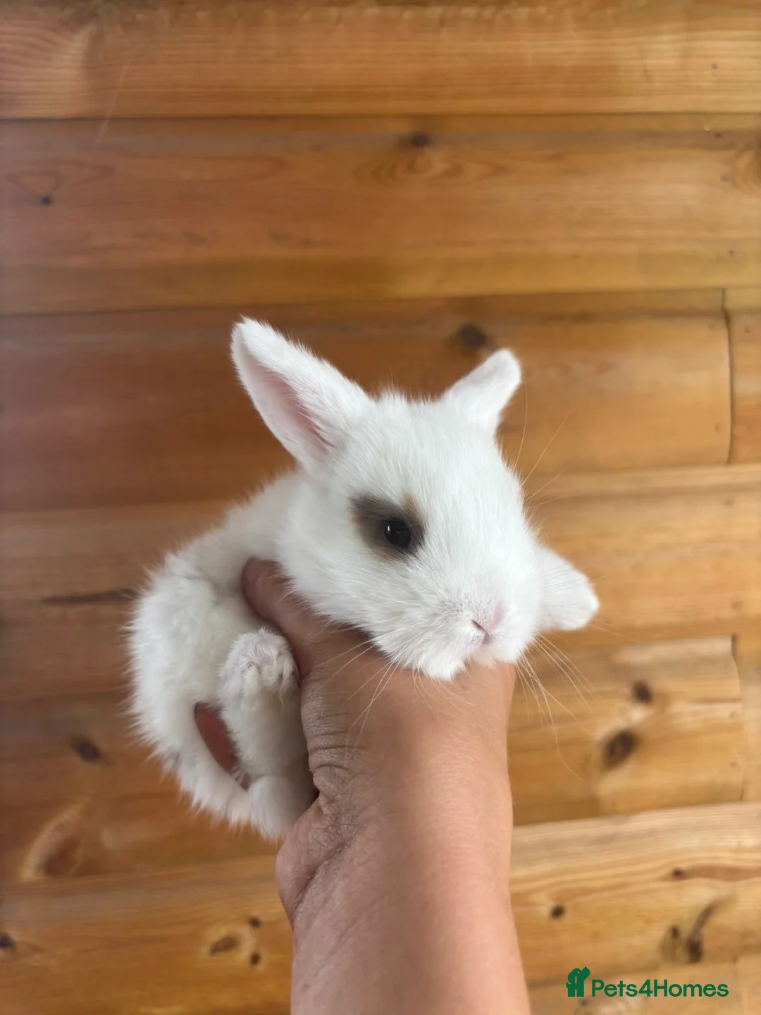 Mini Lop rabbits for sale:  Beautiful Mini Lop Babies — Ready to Reserve!  - Advert 1