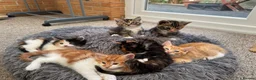 Mixed Breed cats for sale: Tabby Kittens and Ginger - Advert 2