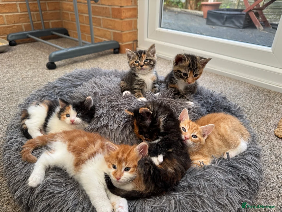 Mixed Breed cats for sale: Tabby Kittens and Ginger - Advert 2