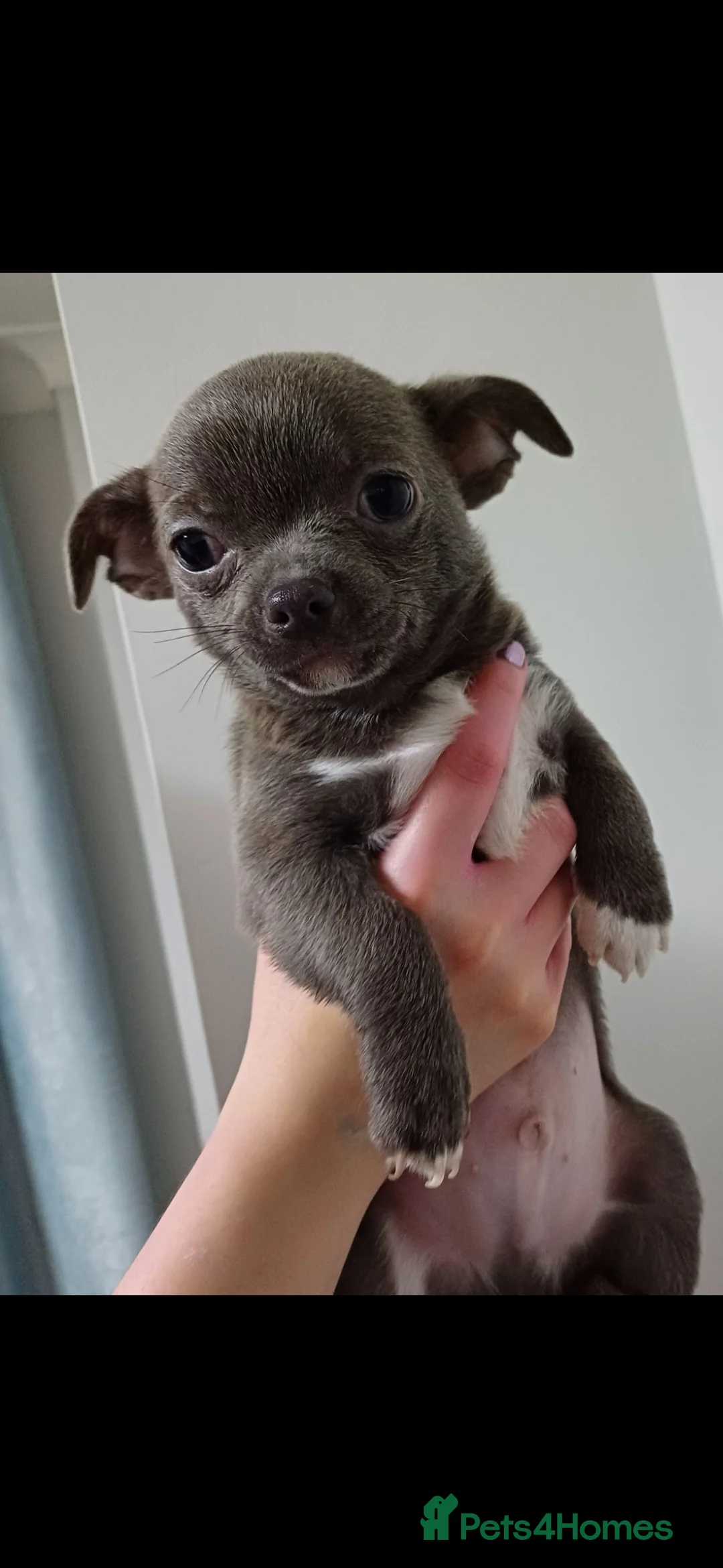 Chihuahua dogs for sale:  **  chihuahua puppies  - Advert 15