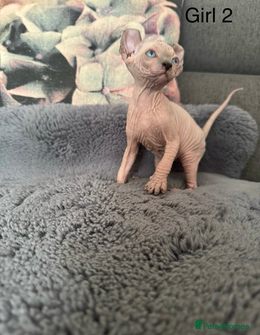 Sphynx cats for sale: Elf kittens 🔥🔥🔥 - Image 2