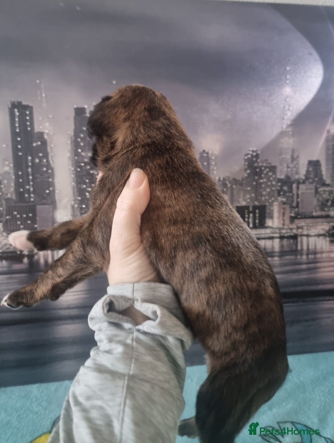 Boxer dogs for sale: Boxer puppy - Advert 4