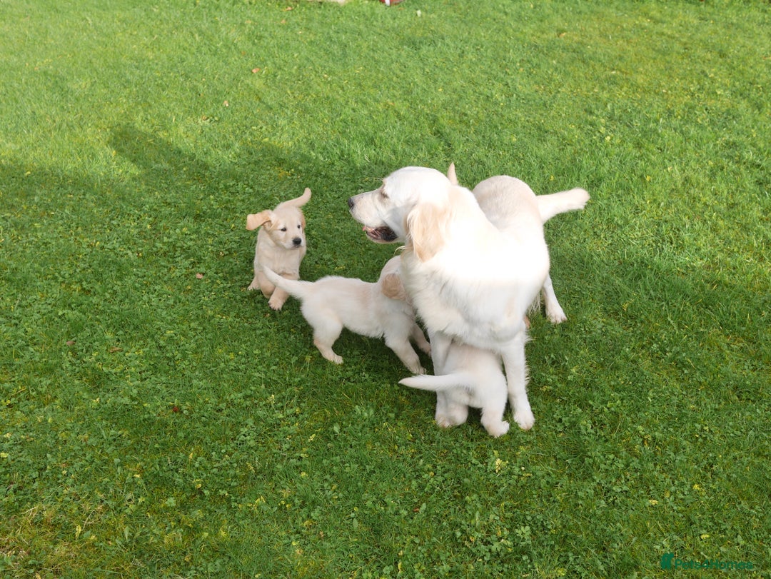 Golden Retriever dogs for sale: Quality KC Health Tested Golden Retriever Puppies - Advert 20