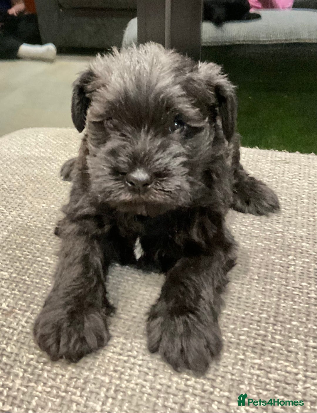 Miniature Schnauzer dogs for sale: Miniature Schnauzer pups - Advert 6