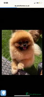 Pomeranian dogs - Advert 9
