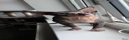 Sphynx cats for sale: Sphynx Cat - Advert 1