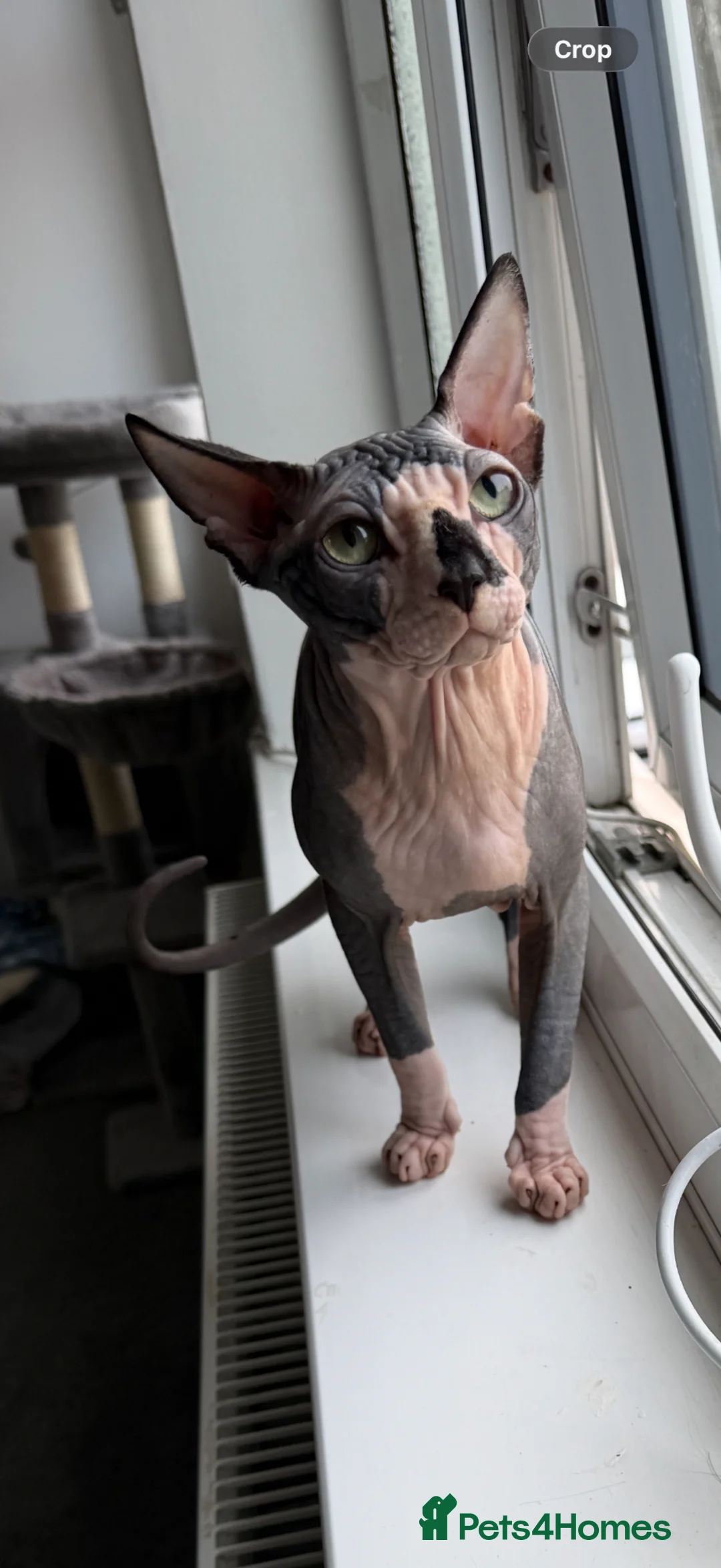 Sphynx cats for sale: Sphynx Cat - Advert 1