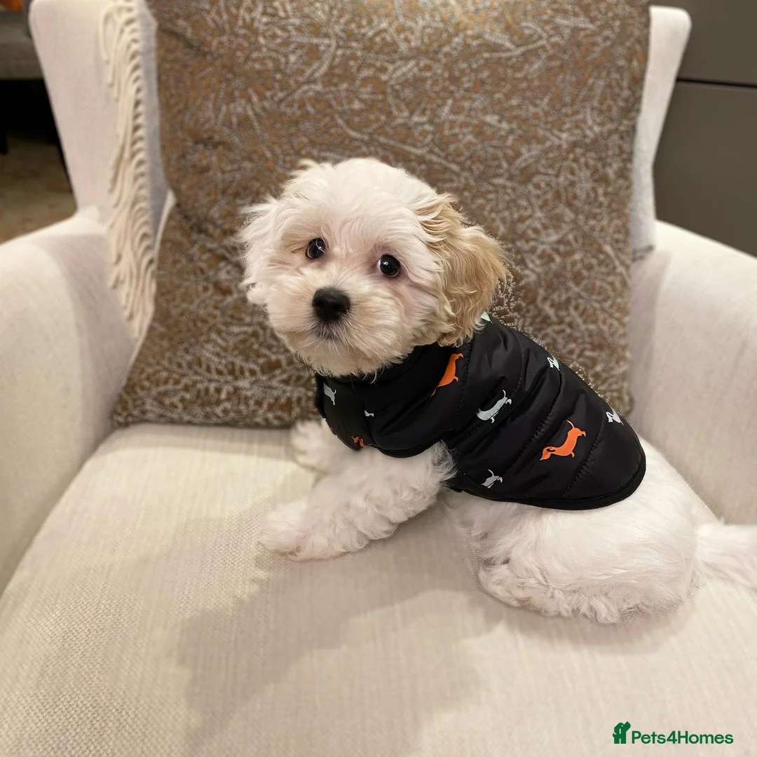 Toy Poodle dogs for stud: Phantom Toy Poodle Tri colour KC (STUD ONLY) in Coalville - Advert 29