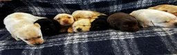 Labrador Retriever dogs for sale: 9 beautiful Labrador puppies  - Advert 7