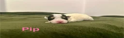 Jack Russell dogs for sale: ❤️Beautiful Traditional Jack Russell puppies❤️  - Advert 10