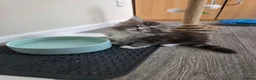 Maine Coon cats for sale: Outstanding Quality shaded line Boys - Advert 12