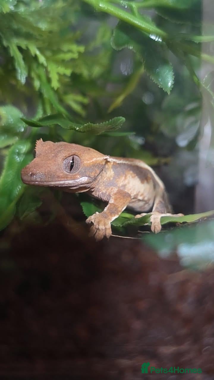 Gecko reptiles Gorgeous crested gecko baby - Advert 15