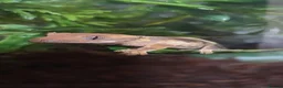 Gecko reptiles for sale: crested gecko babys mixed morphs - Advert 1