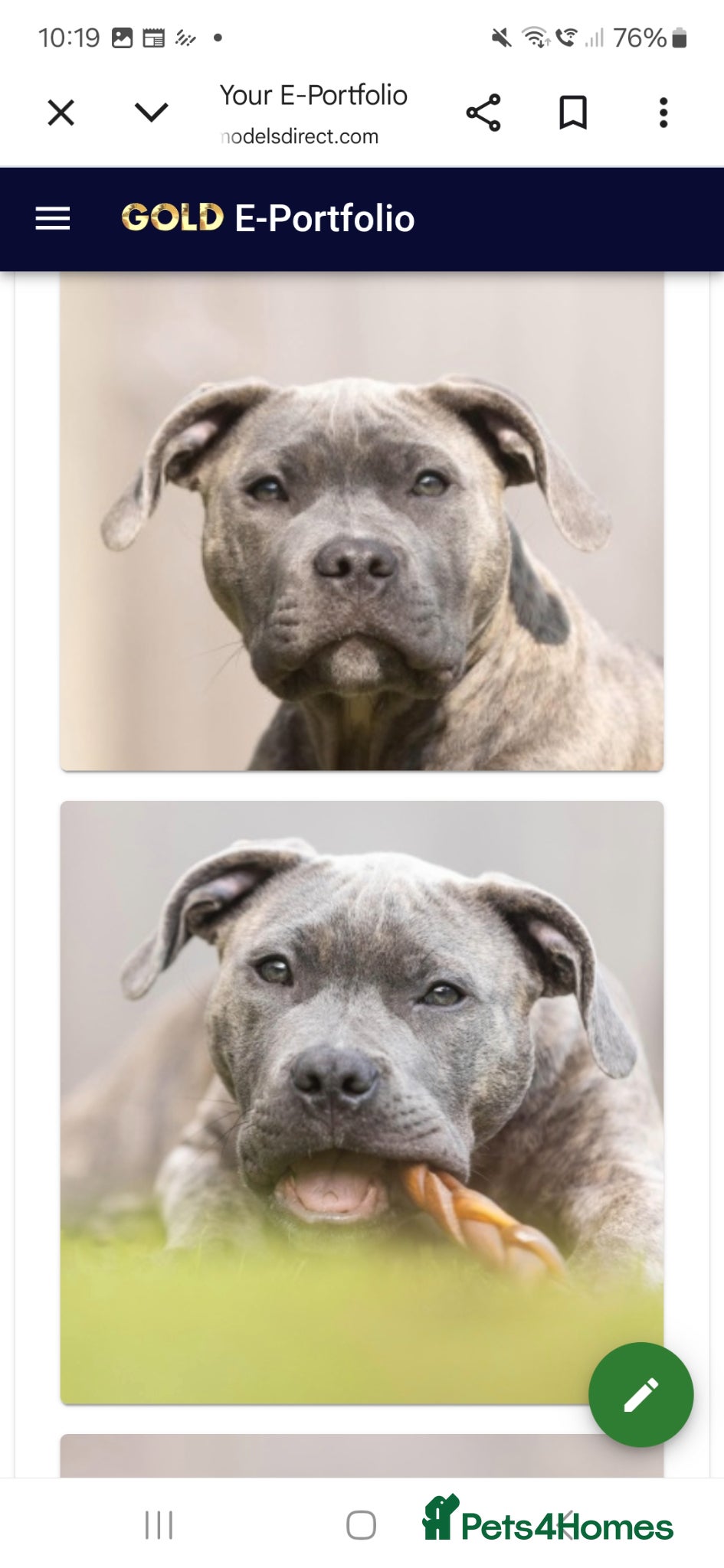 Staffordshire Bull Terrier dogs for sale: Blue & Blue Brindle Staffies in Preston - Advert 5