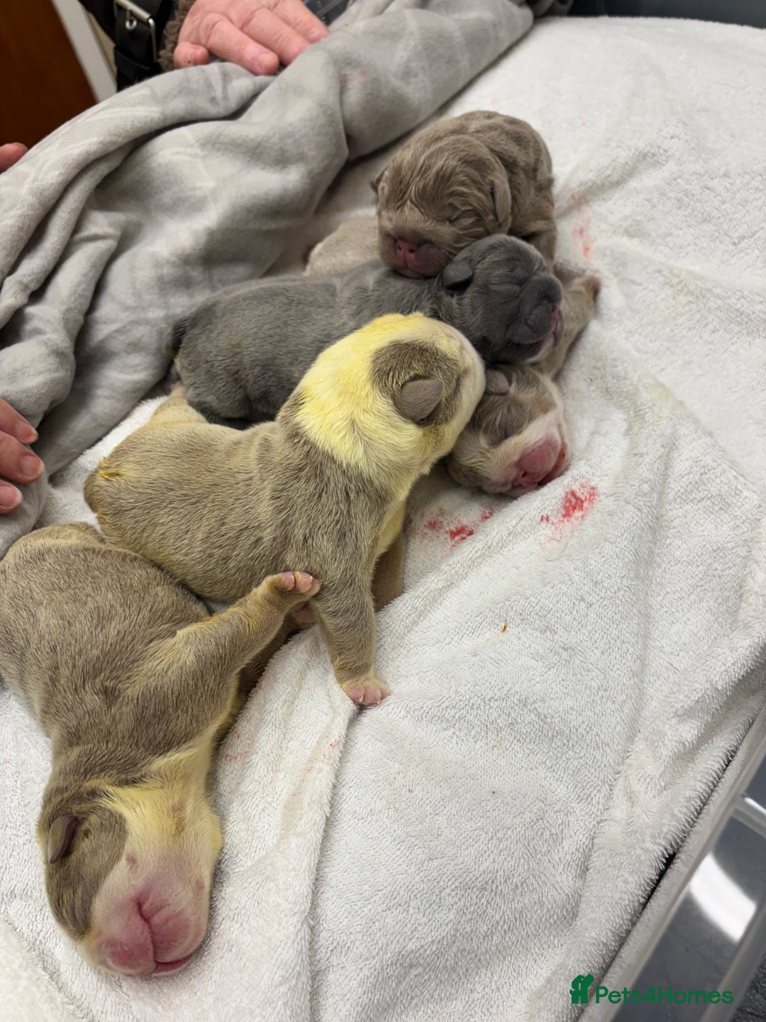 English Bulldog dogs for sale: 5 Beautiful Bulldogs - Advert 9