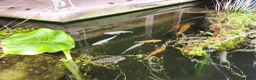Koi Carp fish for sale: Pond Clearance  - Advert 2