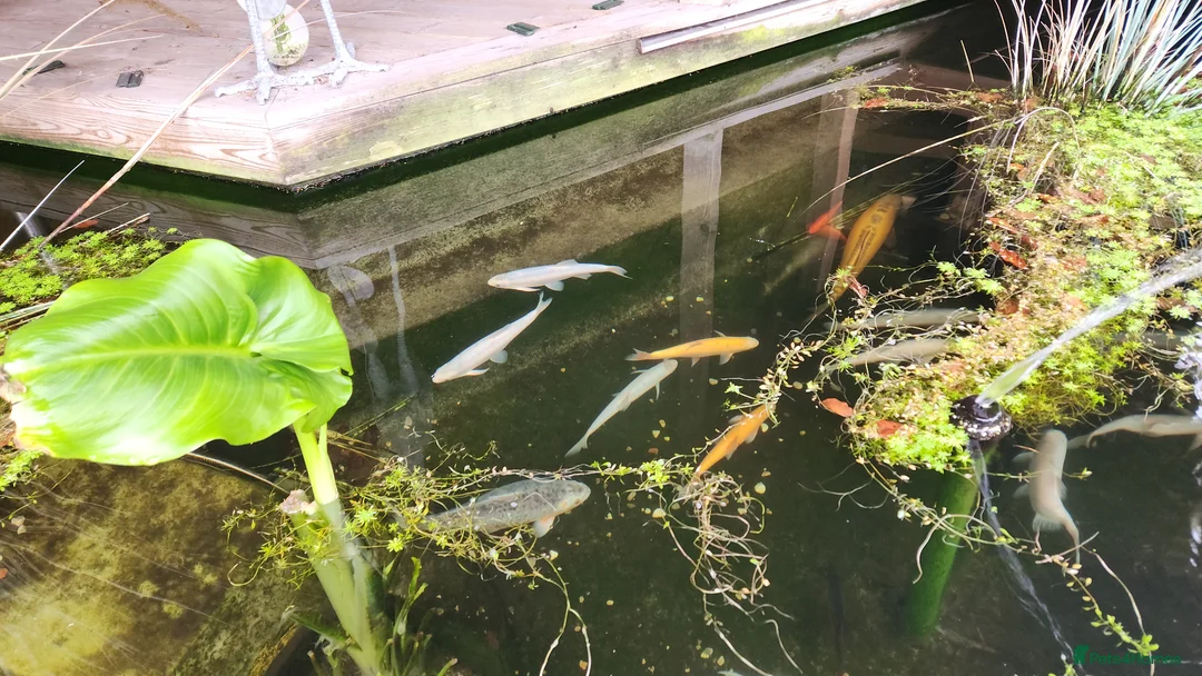 Koi Carp fish for sale: Pond Clearance  - Advert 2