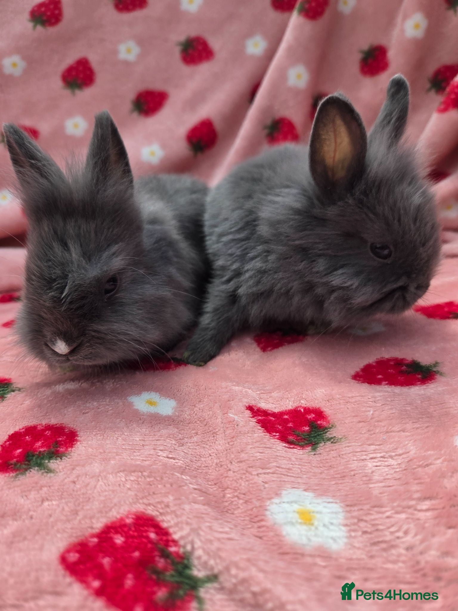 Mixed Breed rabbits ☆Ready Now☆ plush mini lion lop bunnies ☆ 8 weeks - Advert 1