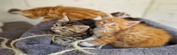 Mixed Breed cats for sale: 🐱 STUNNING KITTENS 😸  - Advert 5