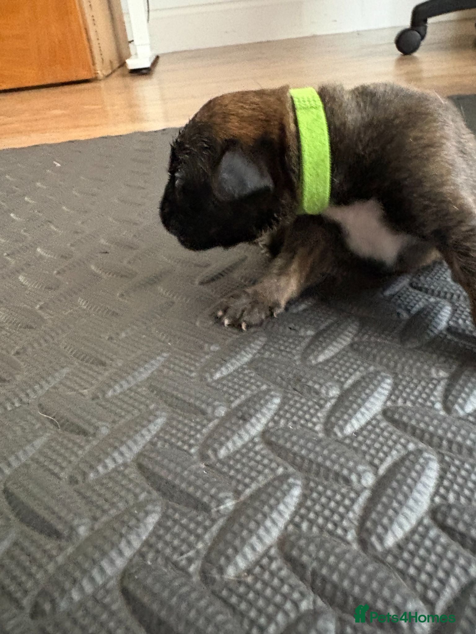 Boxer dogs KC Boxer Puppies  – 1 Week Old - Advert 2