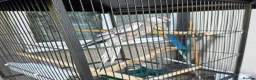 Cockatiels birds for sale: Two 4-Month-Old Hand-Raised Cockatiels in Huddersfield - Advert 7