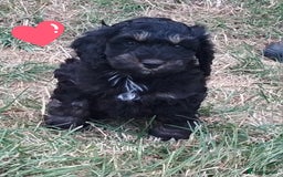 American Cocker Spaniel dogs for sale: SIX SNUGGLE MUFFINS AMERICAN COCKER, TOY POODLE - Image 5