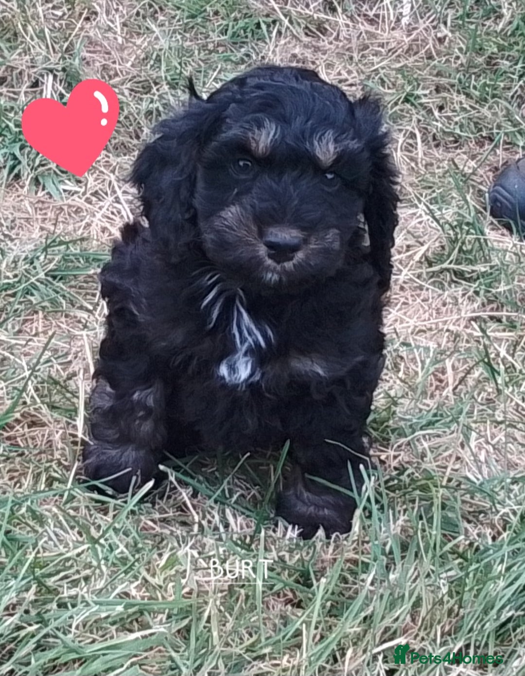 American Cocker Spaniel dogs for sale: SIX SNUGGLE MUFFINS AMERICAN COCKER, TOY POODLE - Image 5