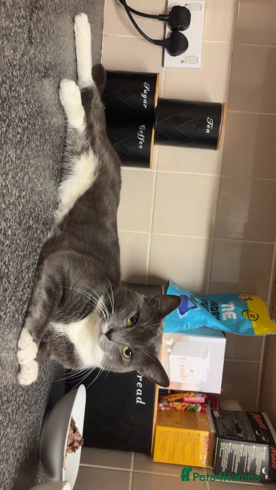 Russian Blue cats for sale: Male Russian blue  in Barnsley - Advert 1