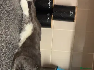 Russian Blue cats Male Russian blue - Advert 2