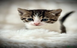 Ragdoll cats for sale: 🌟 Ragdoll x Bengal – Exquisite Baby Kittens 🌟 - Image 21